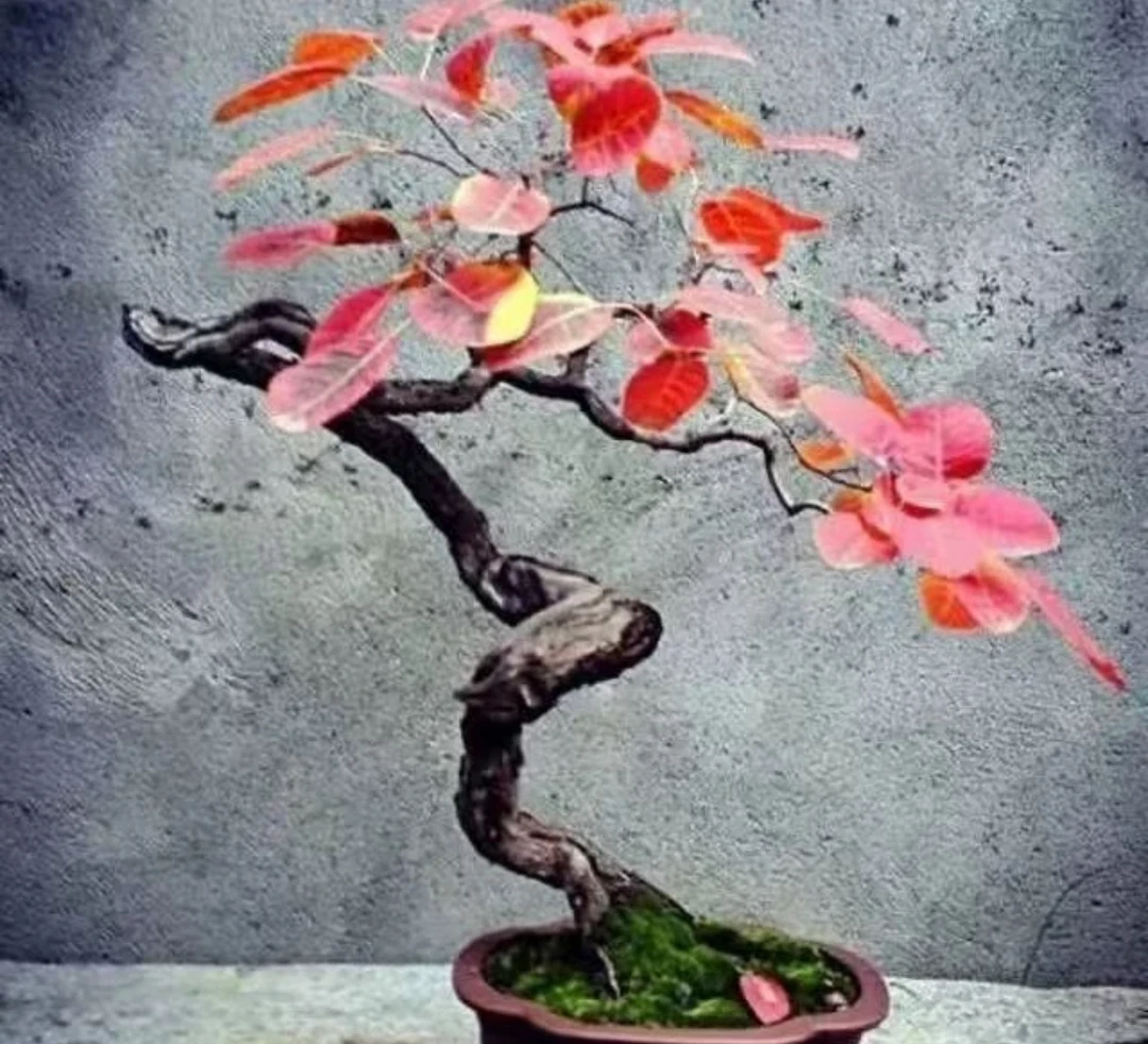 精品深山黄栌绿植盆景景观树欢迎下单