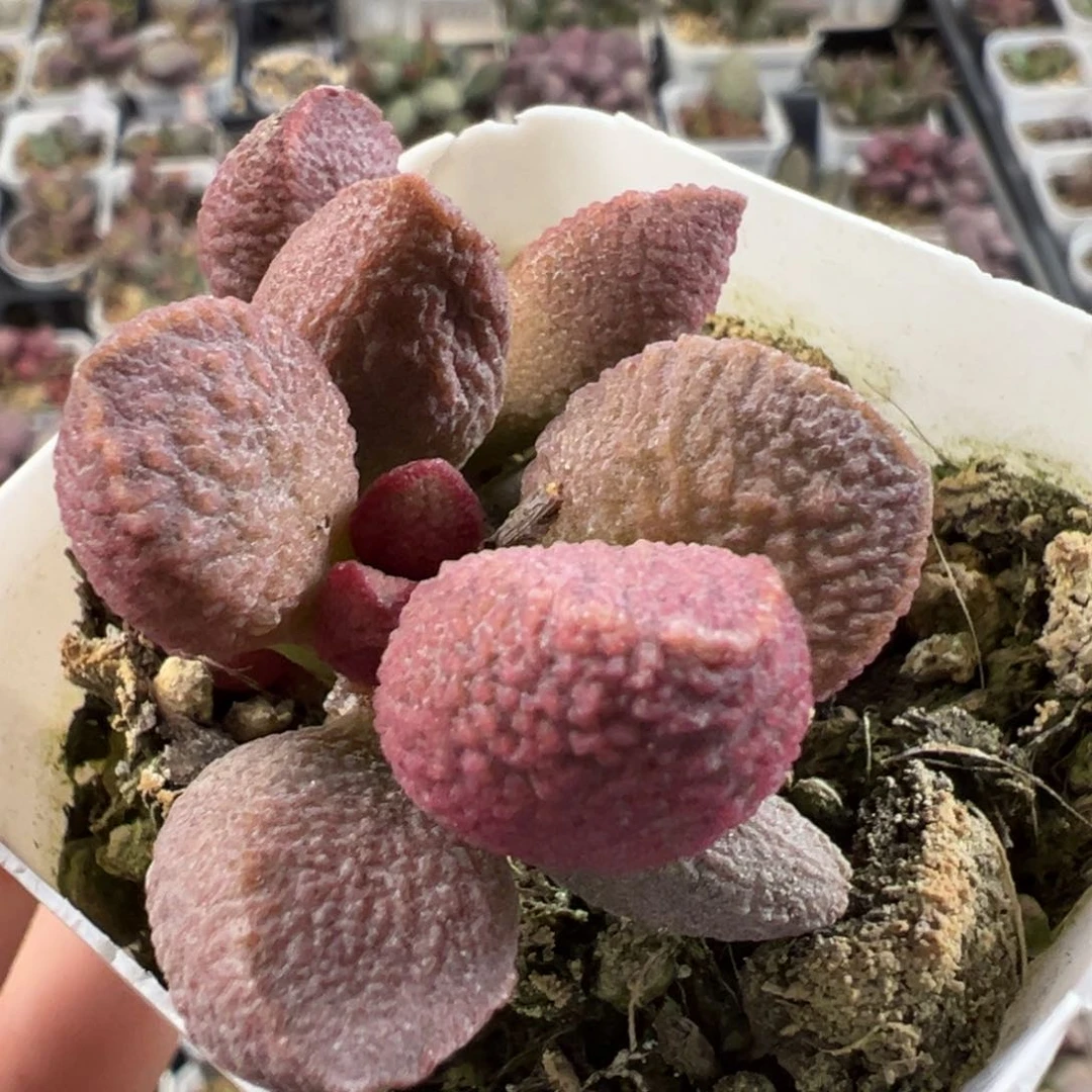 月熙多头纯木质桩多肉植物