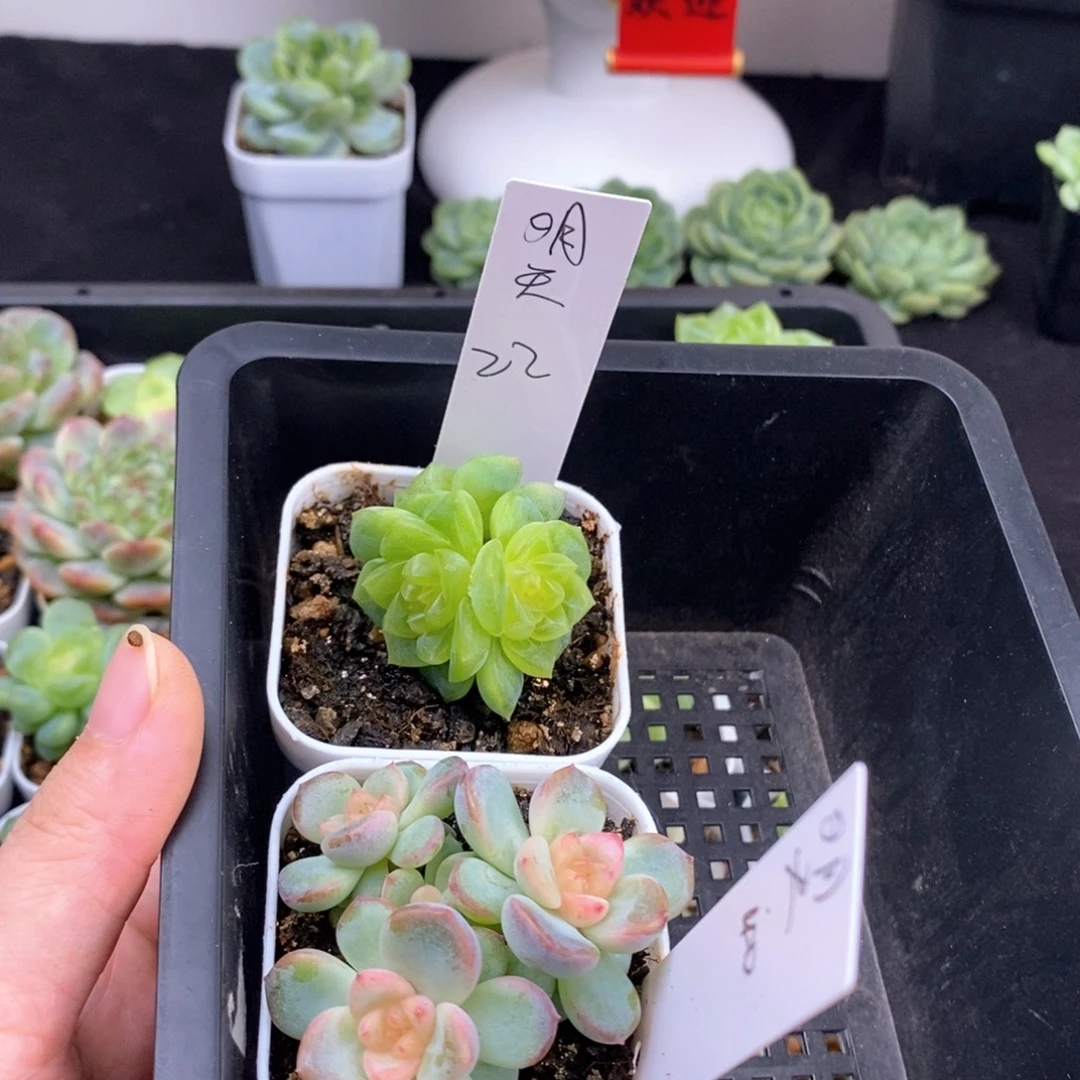 明天两颗包邮发货