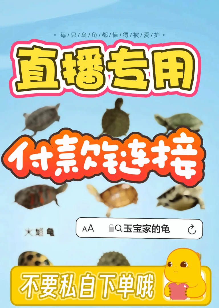 直播专业链接 活体宠物龟 点进去选对应价格拍