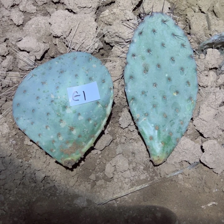 ω****…E1两个仙人掌叶片40