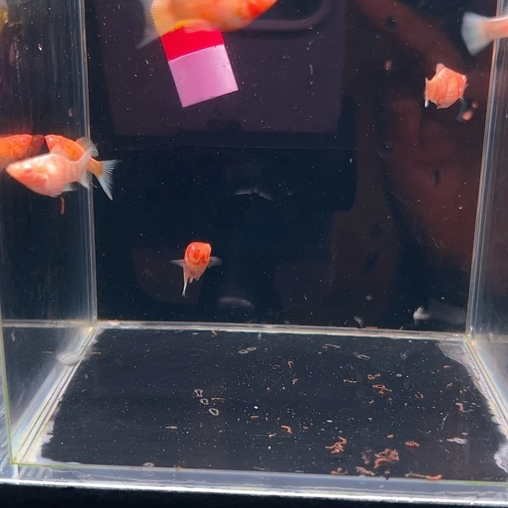 孔雀鱼精品巧克力玛丽球苗3条