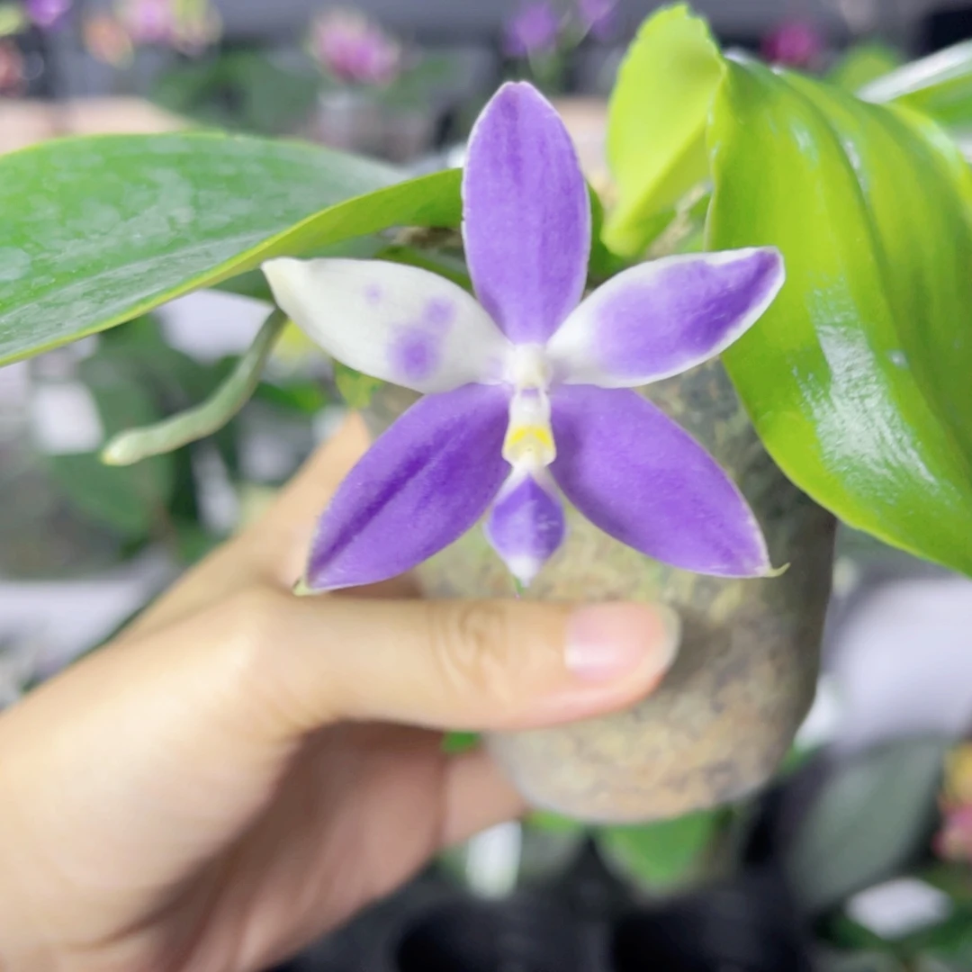 完全开放154-3700柳林蓝孔雀交蓝猫头鹰