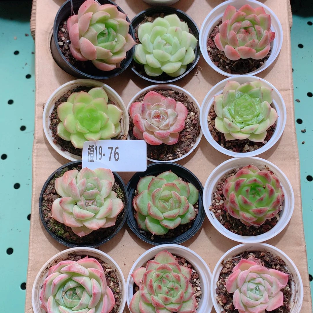 19-76一物一拍多肉带盆18颗
