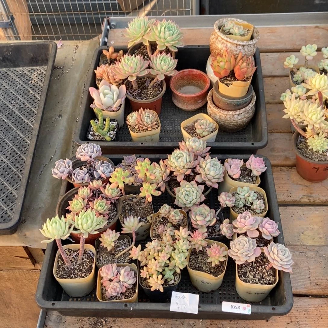 1063号花16个 西瓜