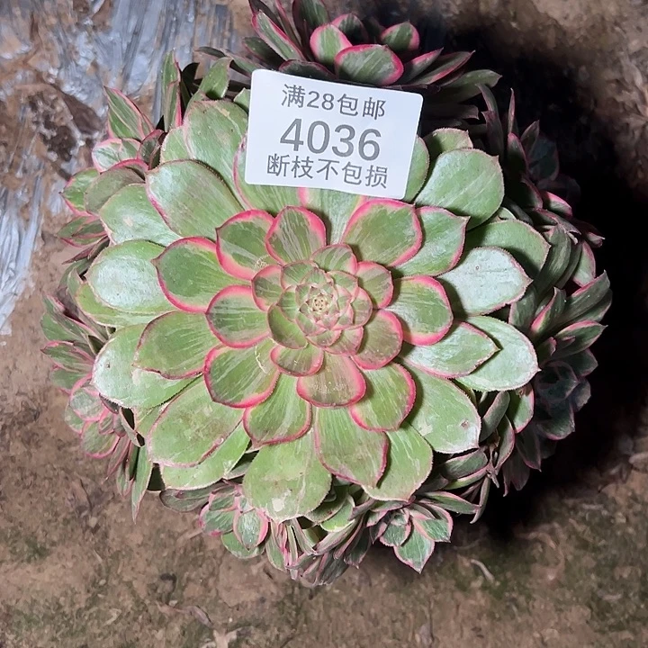 4036莲花座多肉植物