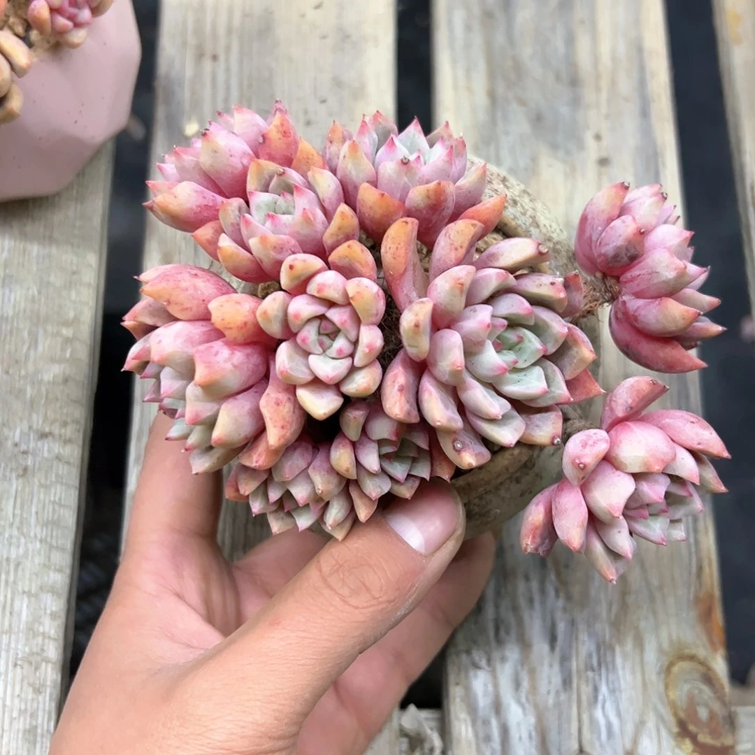 多肉18 零零多肉植物