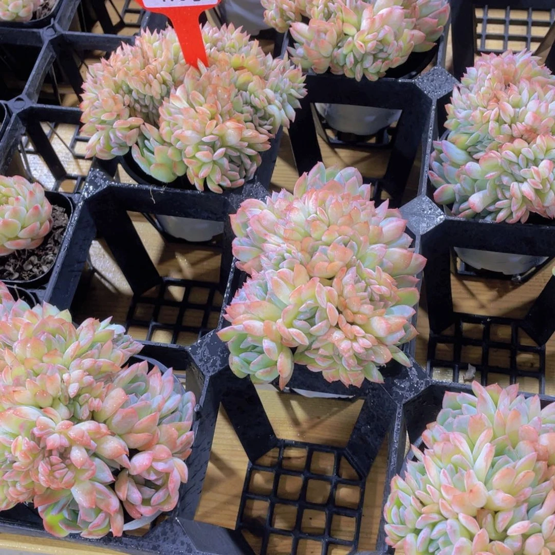 176号 带板子莎莎女王缀化一个