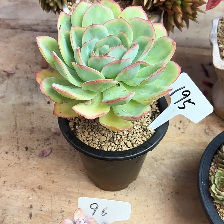 多肉植物，晨露195号