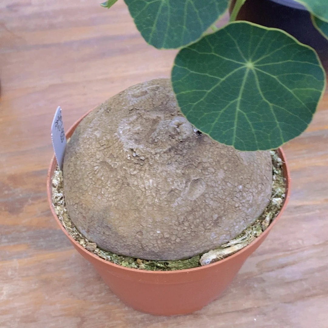 素可泰山乌龟块根植物