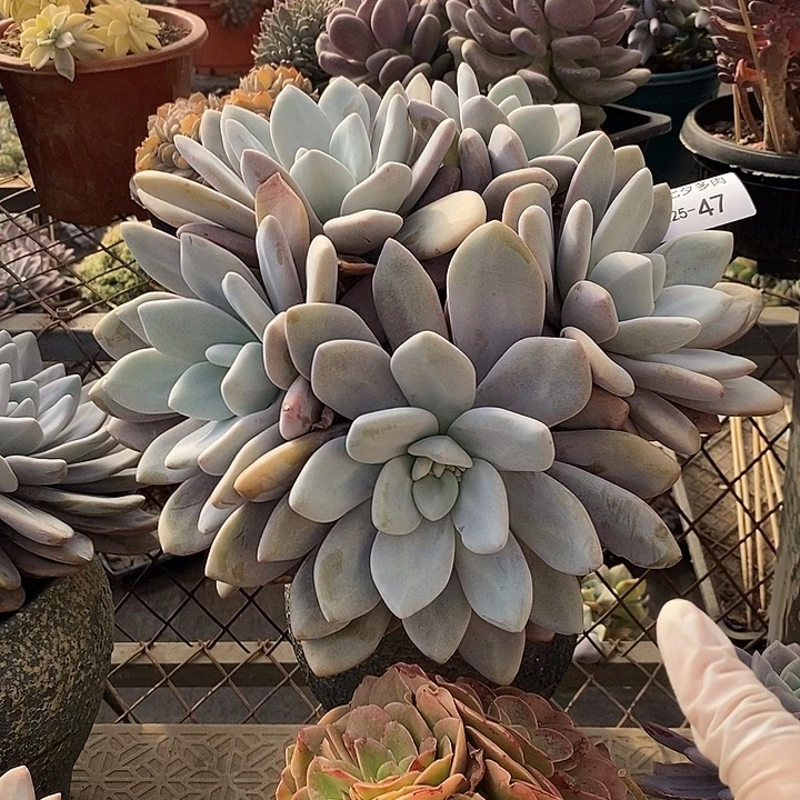 小七夕多肉粉兔47