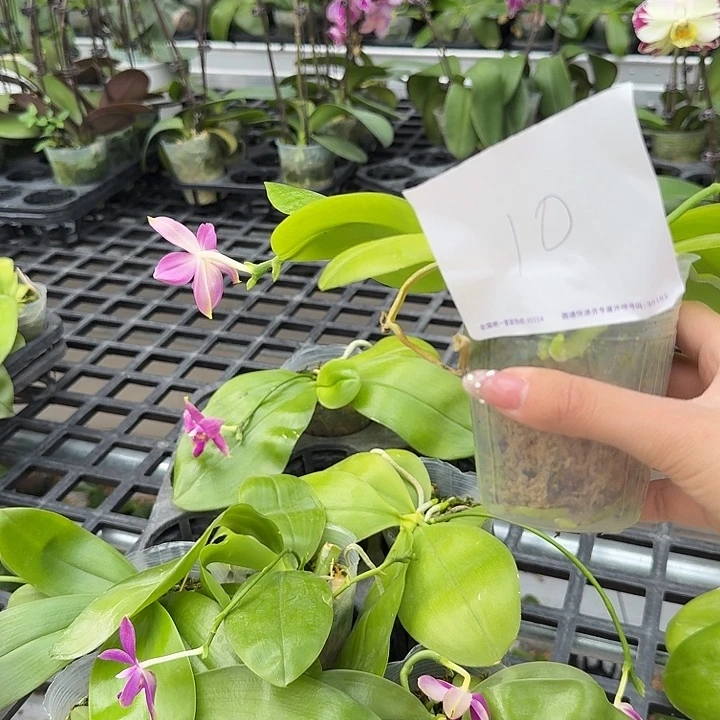 辻***弌大部分开放少量花苞10