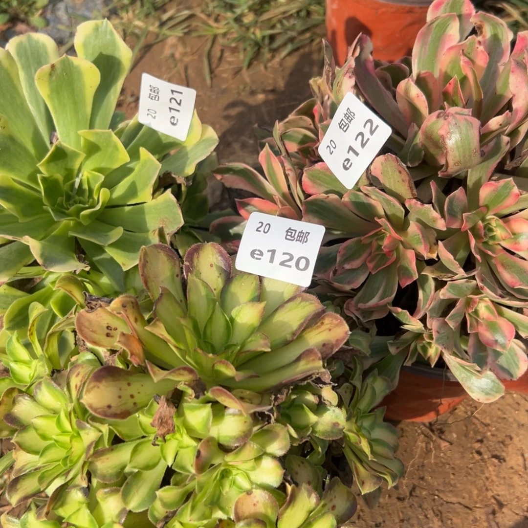 3颗组合，多肉法师