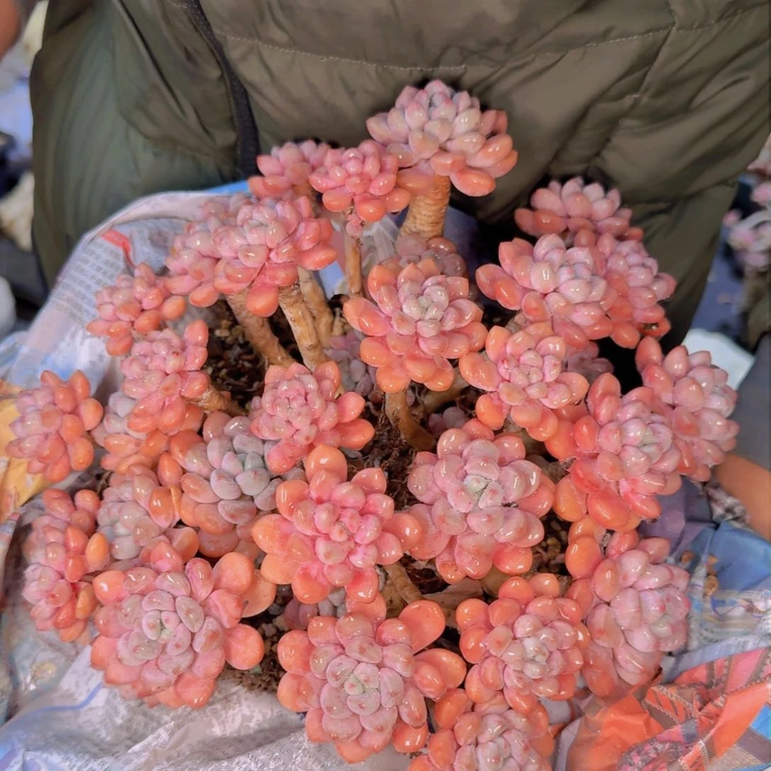 呆*多肉植物的生长发育