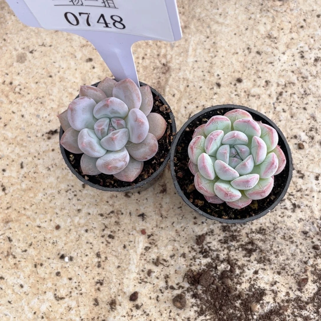 薇薇安园艺多肉0748