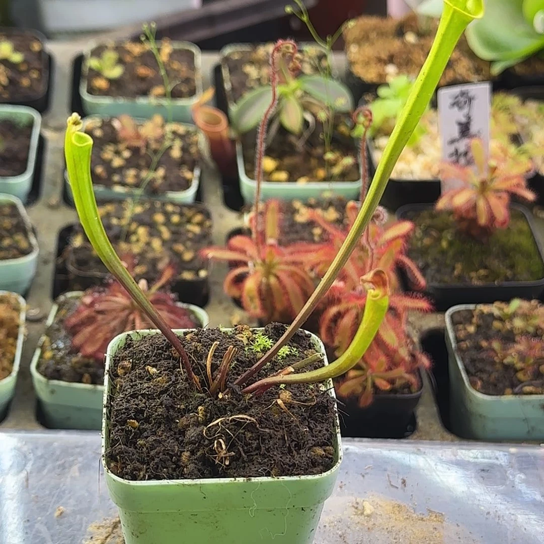 完全开放PWF64瓶子草