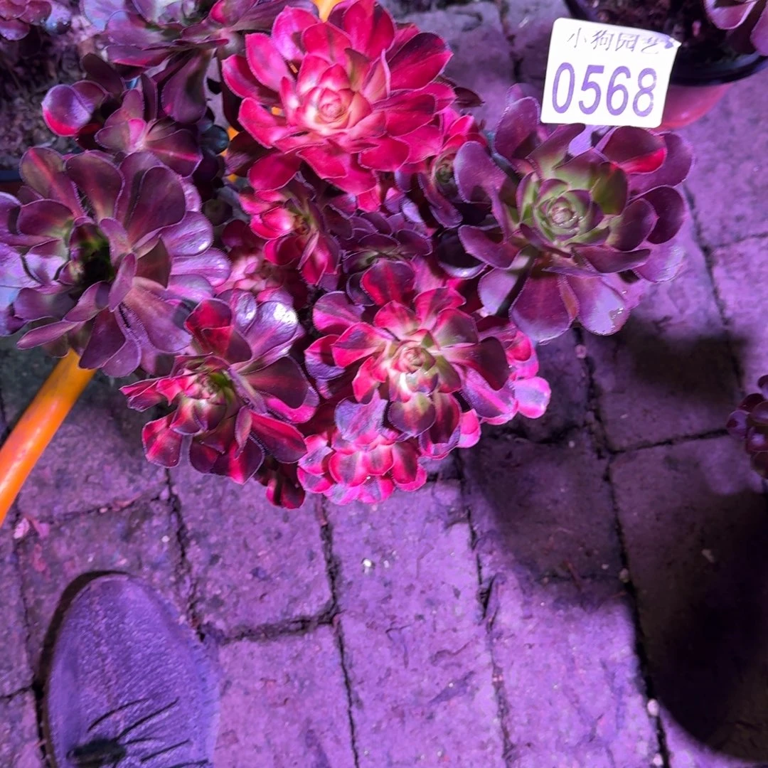 兔***草花蝴蝶多肉植物0568