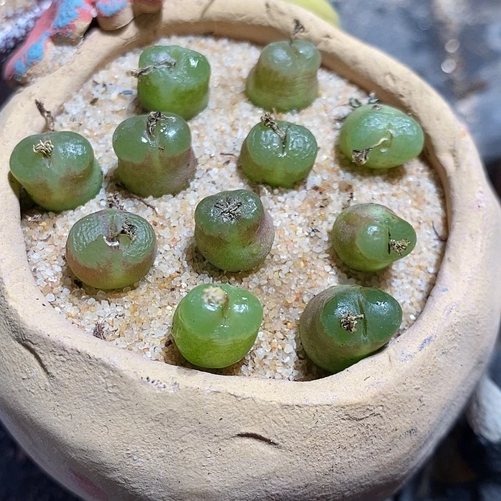 17318。  雪茄一颗。