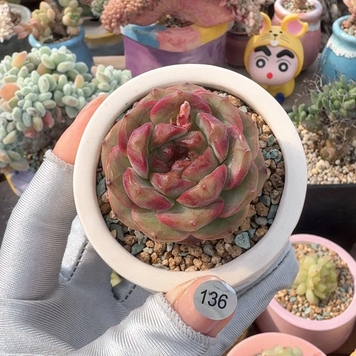 不****张136 多肉含盆土 30元包邮 ➗偏远地区