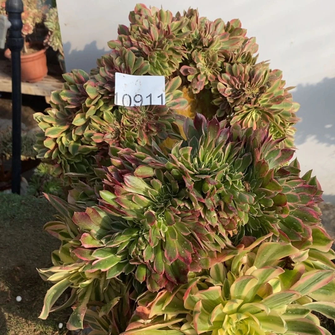 10911号梦幻七彩➕女神1颗