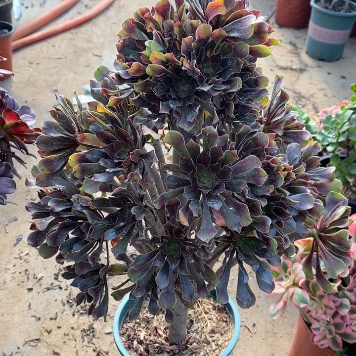 灰法25多肉植物法师法师