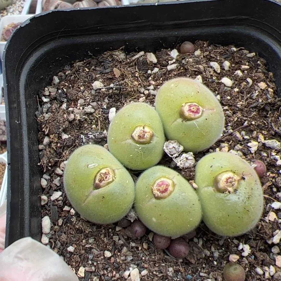 W****g0189 号长毛翠滴 多肉植物