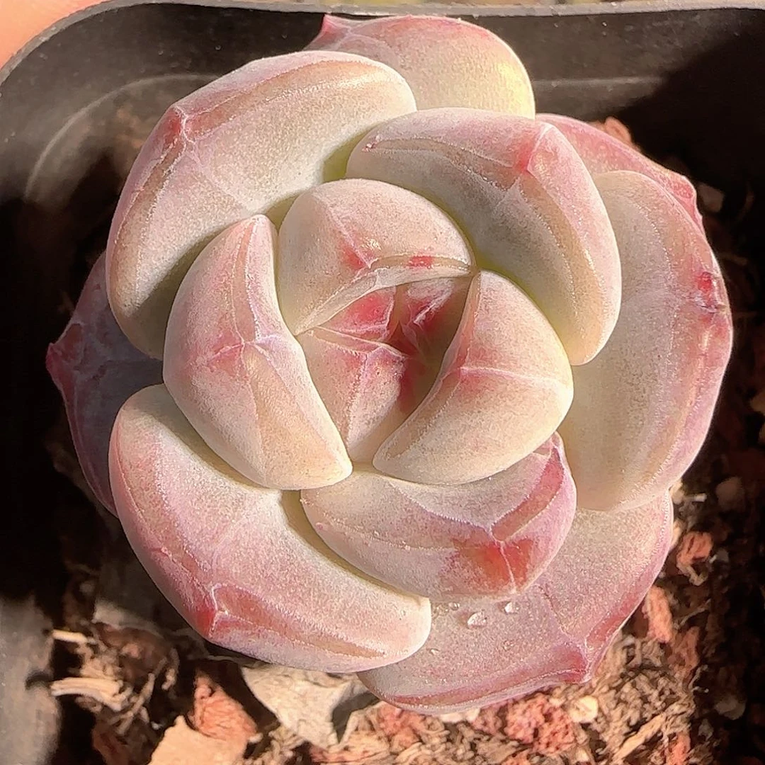多肉1125-37福利福利