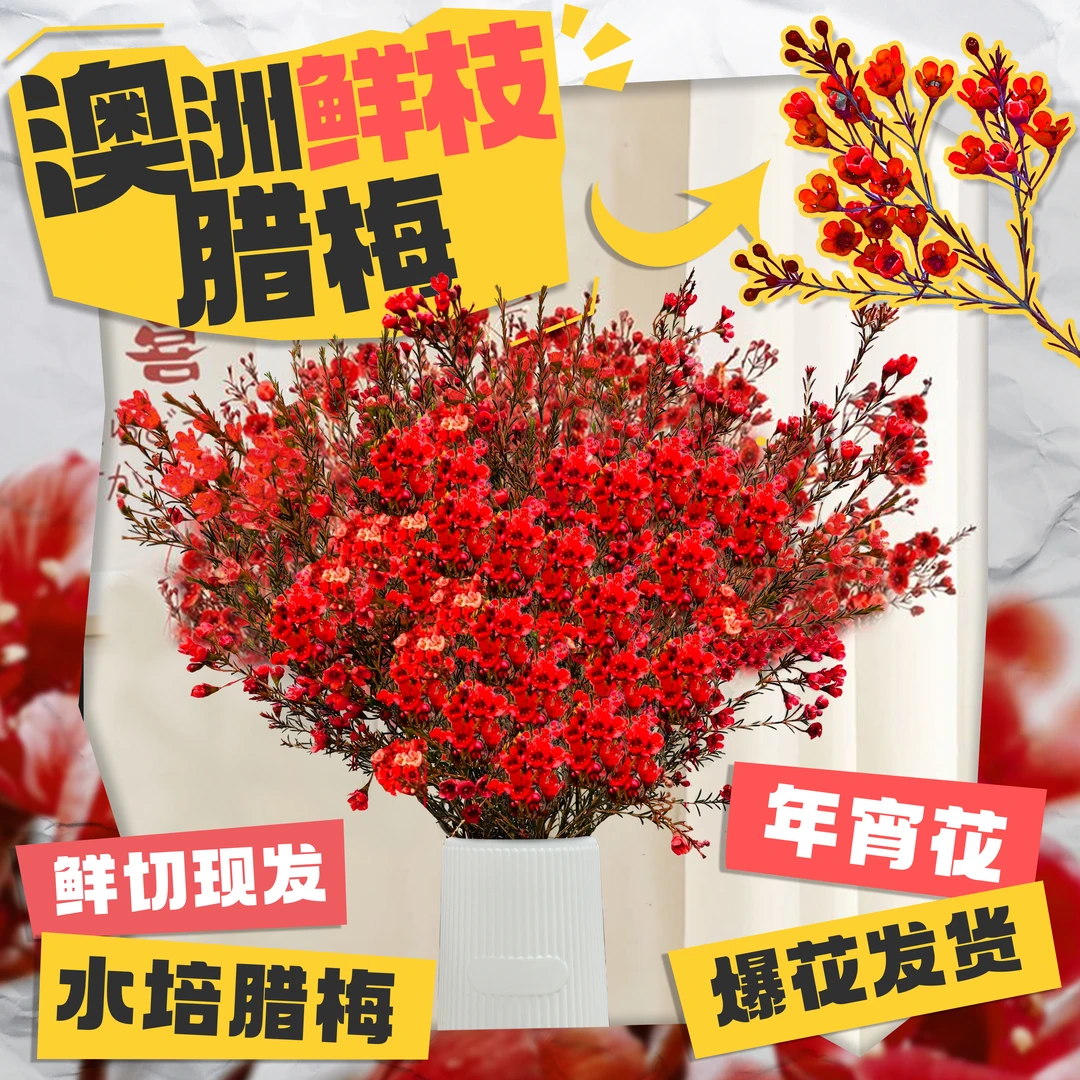 【腊梅澳洲鲜花】云南基地直发不含挂件鲜切花水培植物室内花卉盆栽