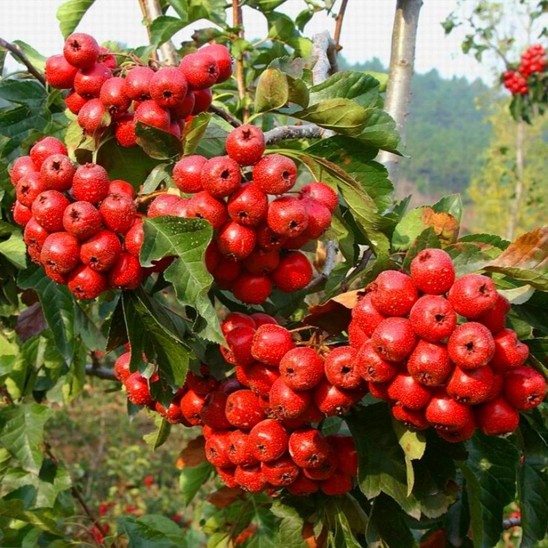 山楂树苗南北方种植庭院棉球特大果盆栽地栽甜红子当年结果