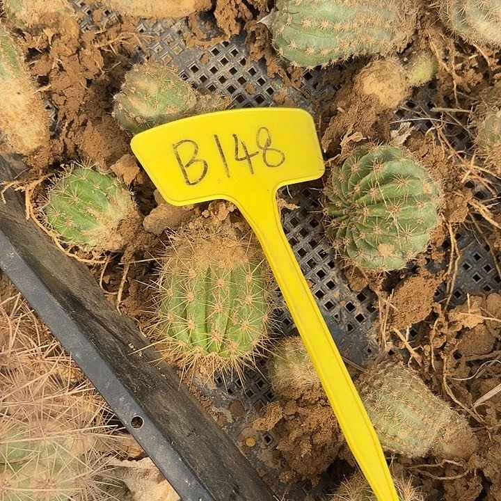 二*娘B148,混色一筐瑕疵歪头，无售后