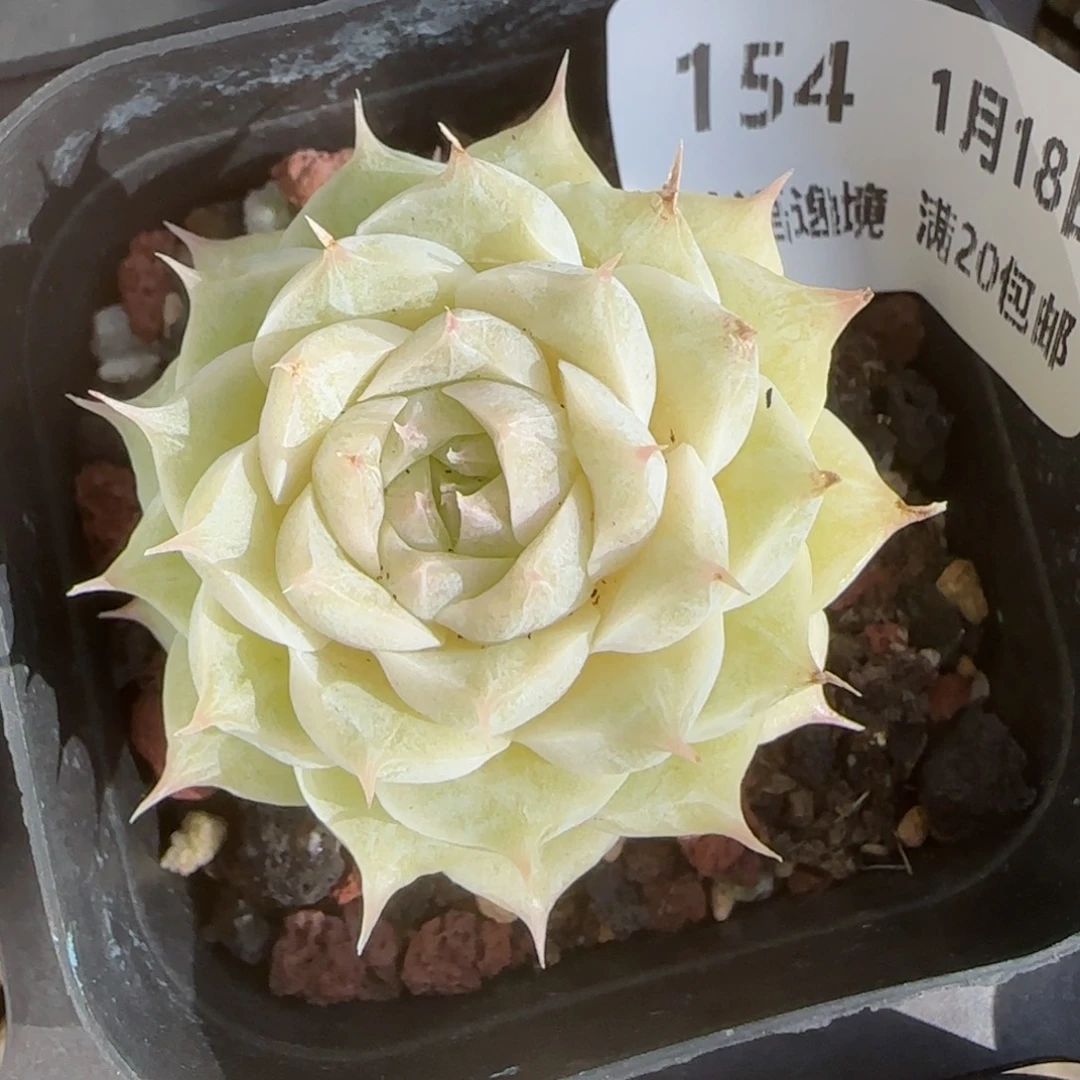 花语逸镜0118-154麦秆