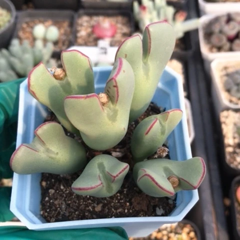 多肉肉锥 红小秀