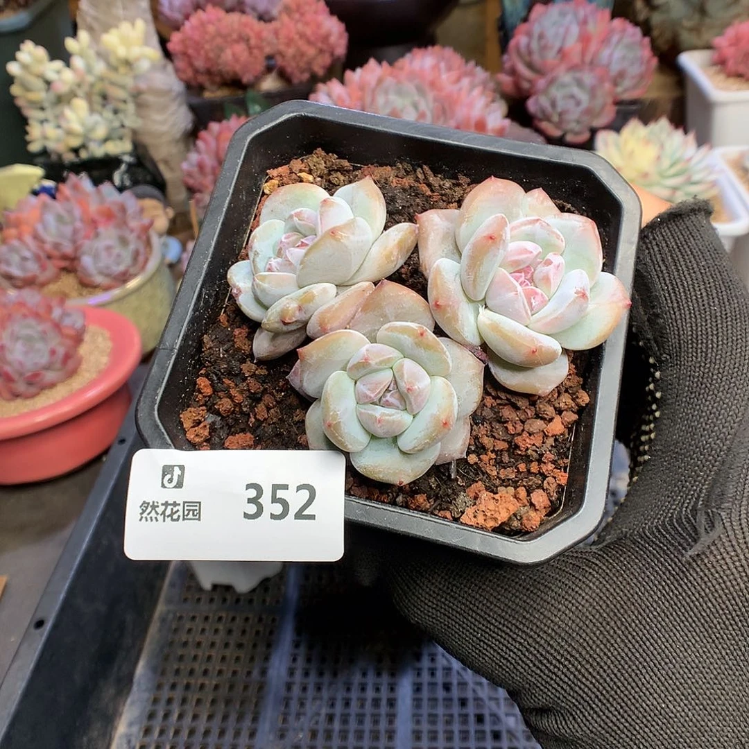 352星星多肉植物6666