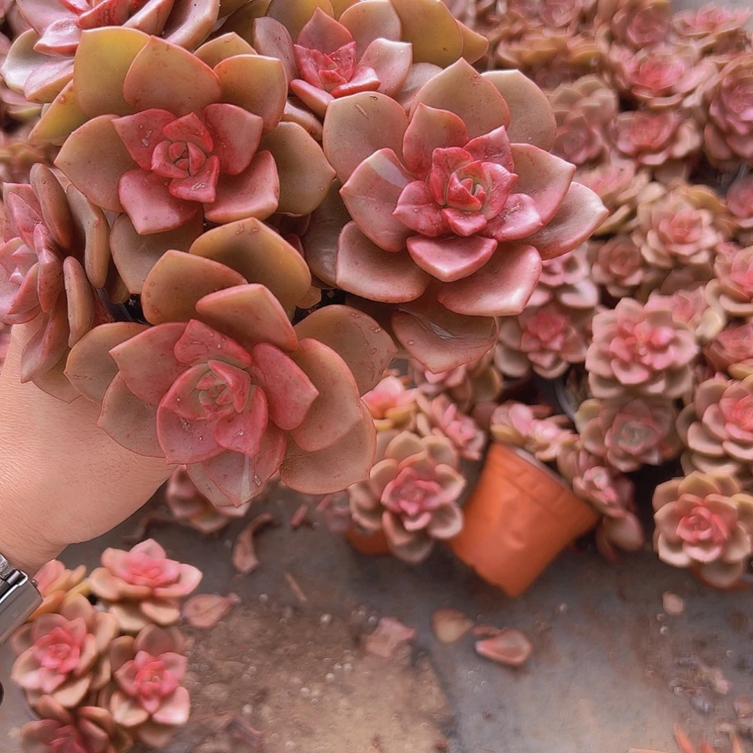 琉璃盏带盆土特价福利