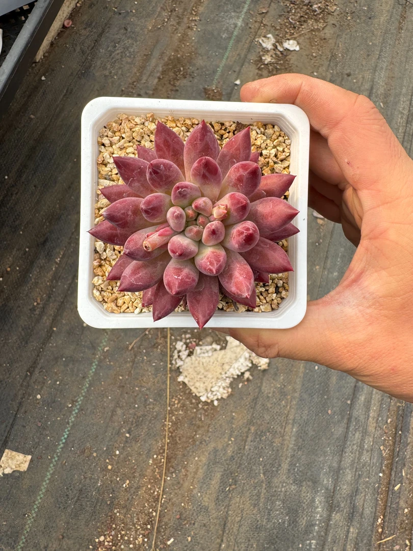 12虞美人精品多肉