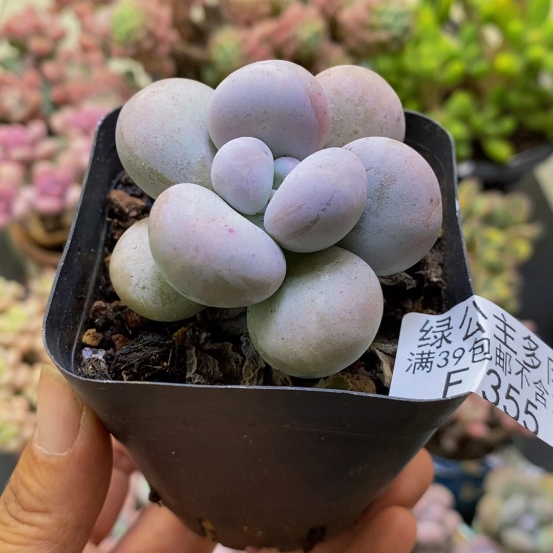 355芭比奶酪5cm多肉