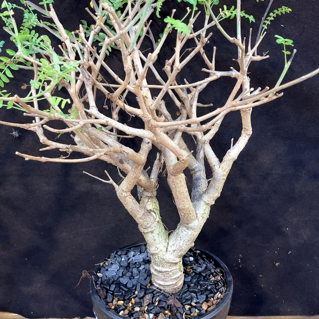 潮流植物尼勒达乳香，树型
