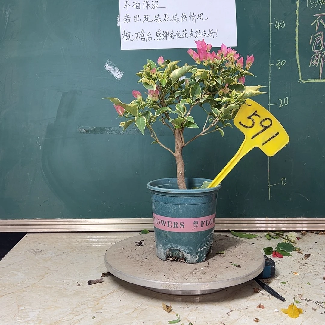 完全开放粗杆 蜡染粉591
