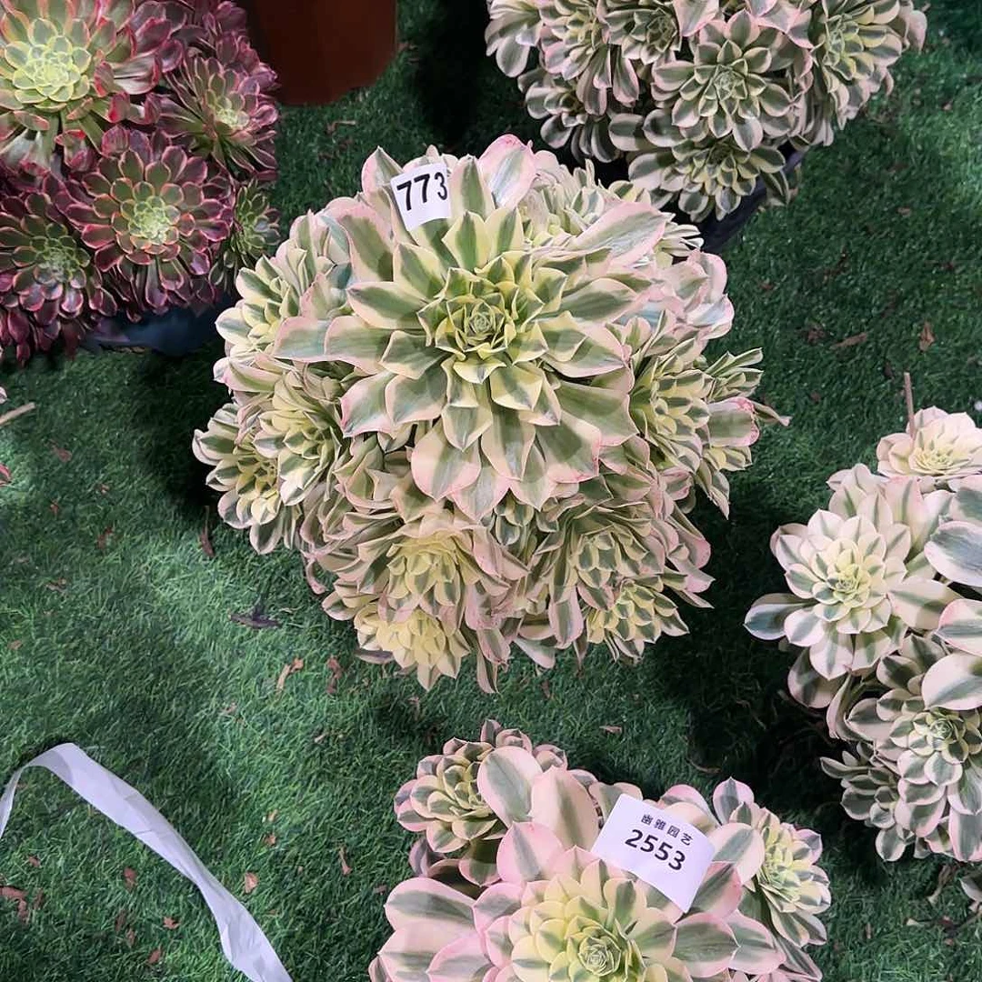 多肉植物绿豆沙773