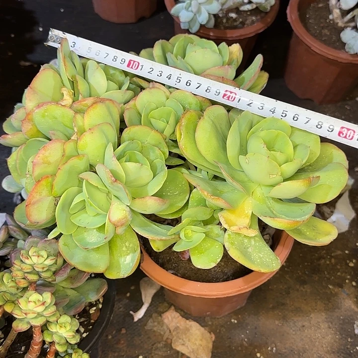 多肉植物一物一拍碧桃687