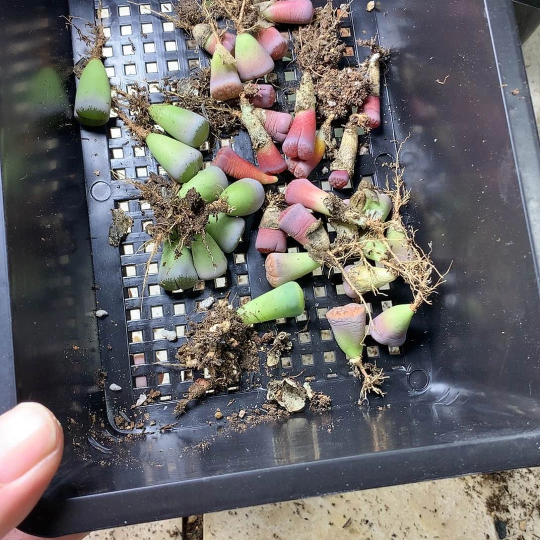 晚***庭G356多肉植物保护