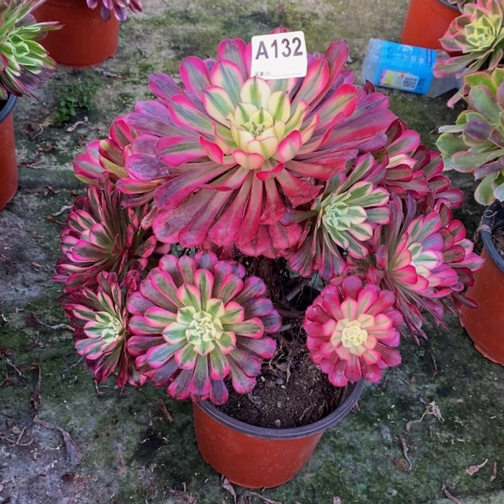 红铜白多肉植物132