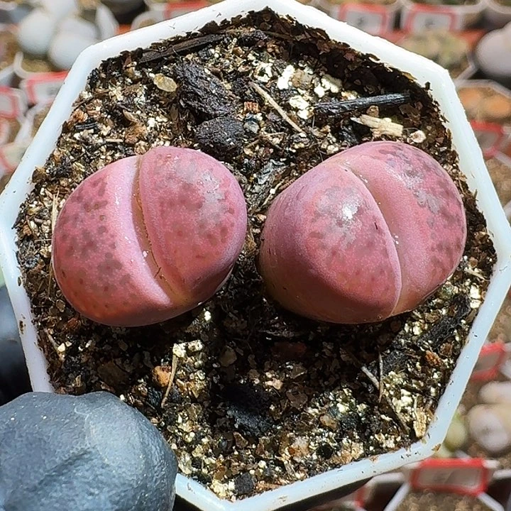 ?*默生石花11111111。  275