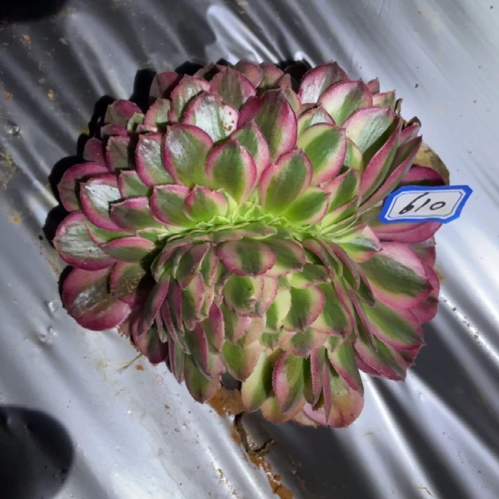 610，倾城缀化法师