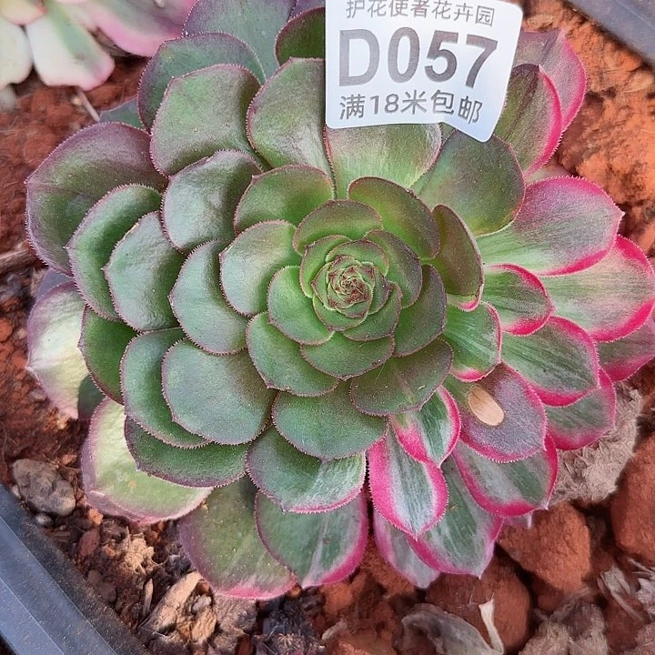 多肉法师万花筒多
