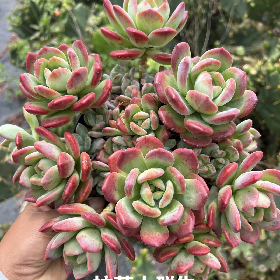 整桩多头群生拉萨大群精品多肉植物皮实好养净化空气