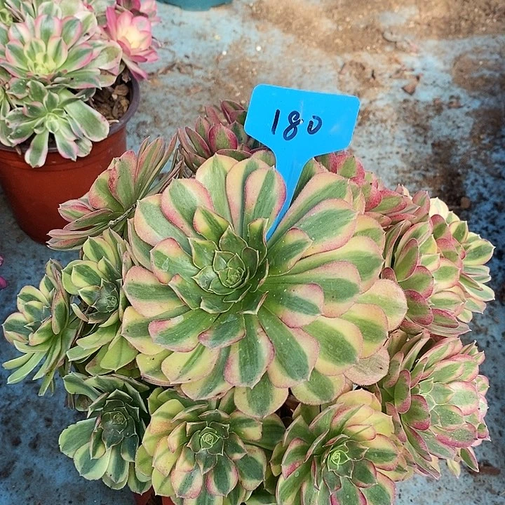 180 一颗雨何法师多肉