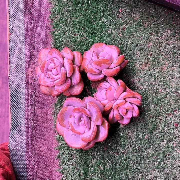 舞*韵我是你的小可爱啊我的小可爱