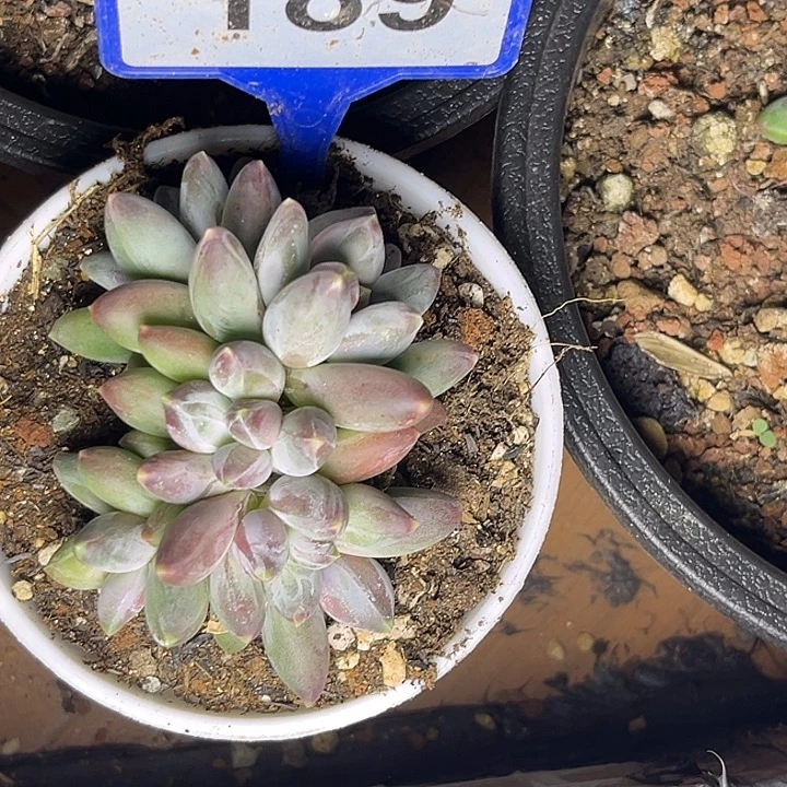 多肉植物三色美人189