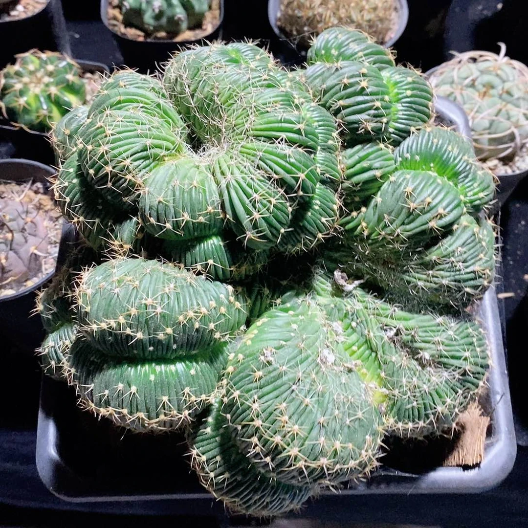 实生精品丽花属缀化品相自观